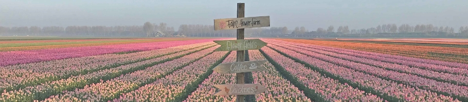Tulpenfeldern