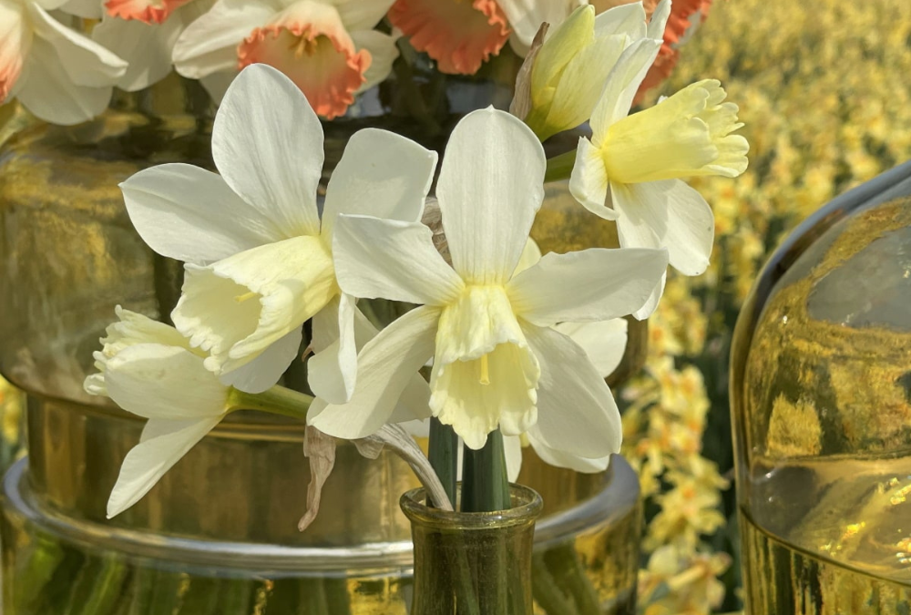 Narzissen in der Vase