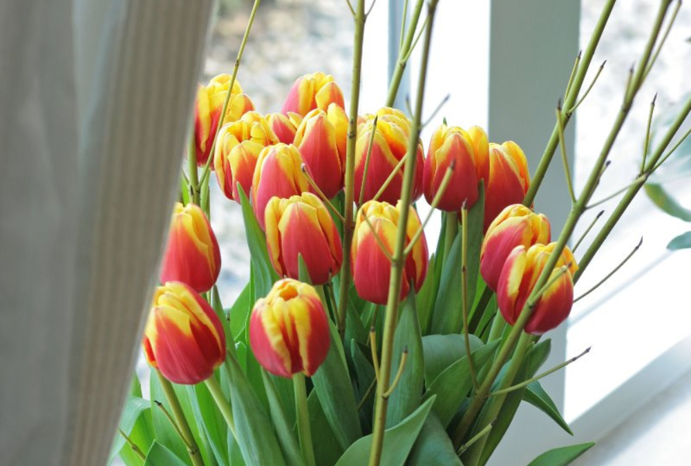 Tulpen in vase