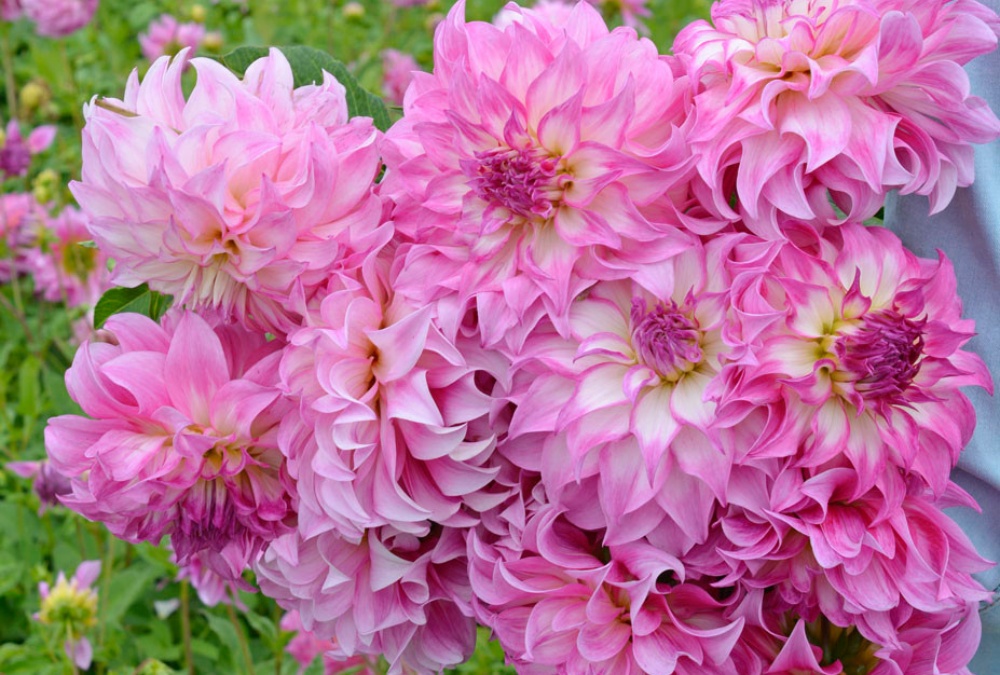 Dahlien überwintern banner