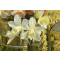 Narzissen in der Vase