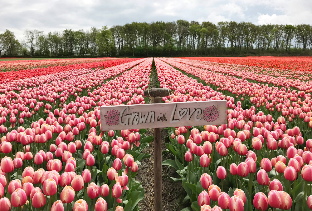 Sind Tulpen mehrjährig und sind Tulpen winterhart?