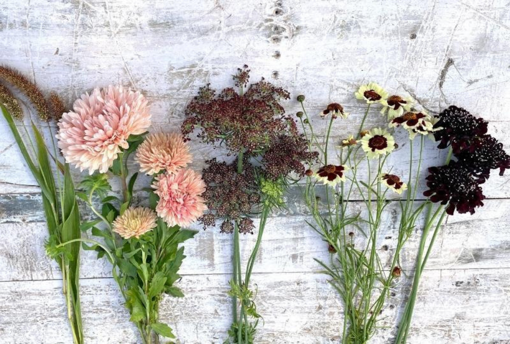 Anleitung zum Pflanzen von Blumensamen