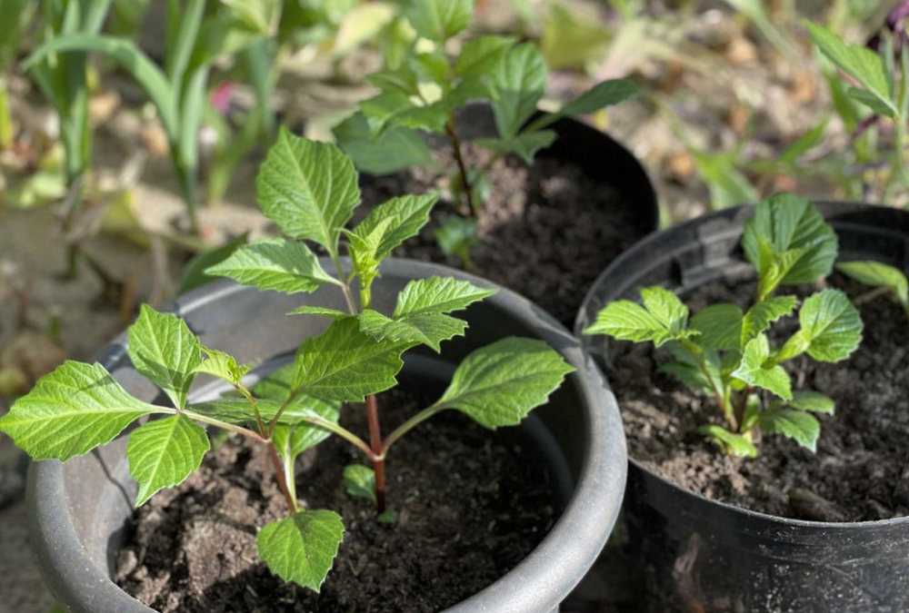 Dahlien eintopfen und vortreiben