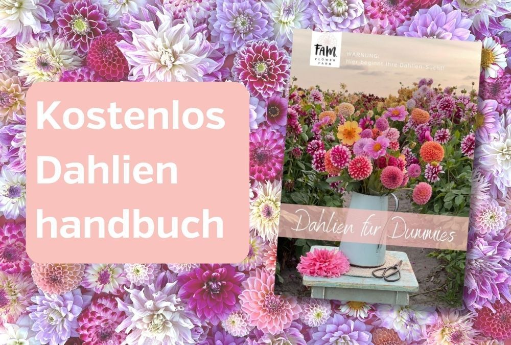 Kostenloses Dahlien-Handbuch