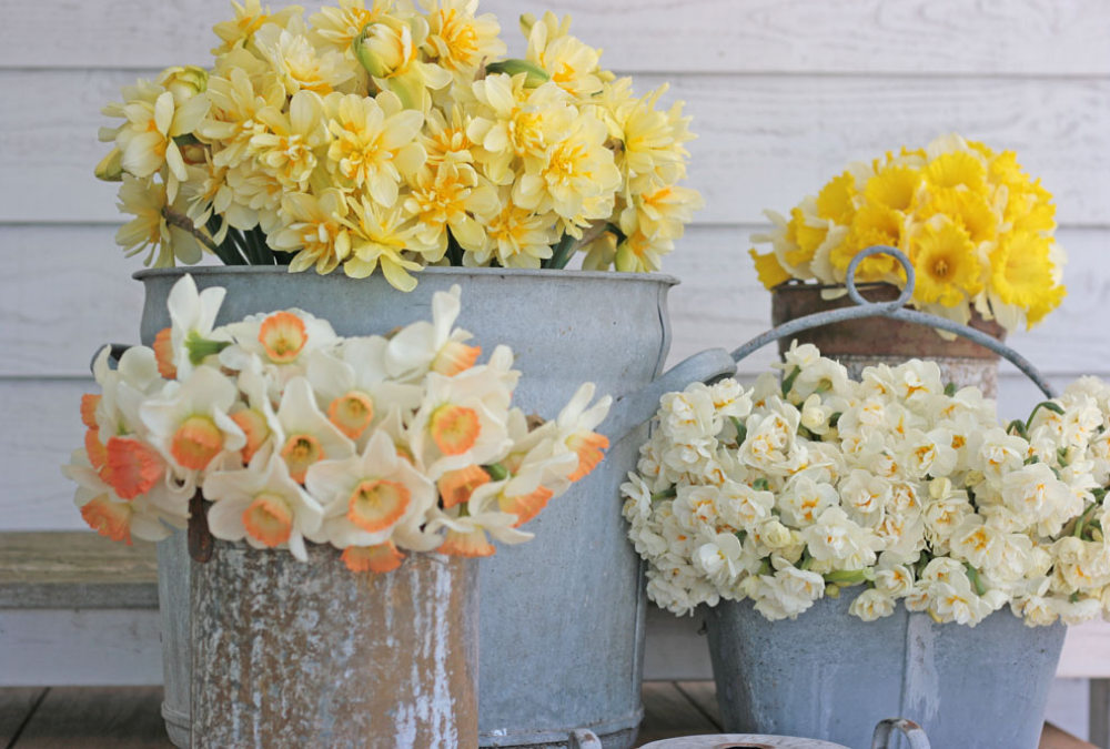 Kann ich Narzissen mit anderen Blumen in einer Vase mischen?