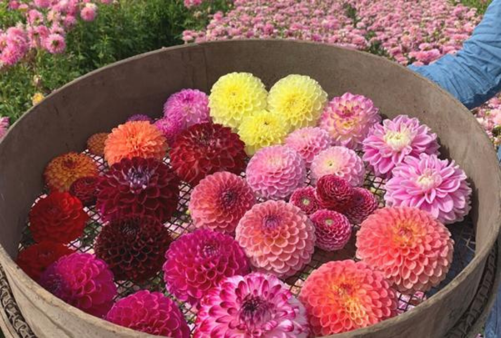 bal dahlia's