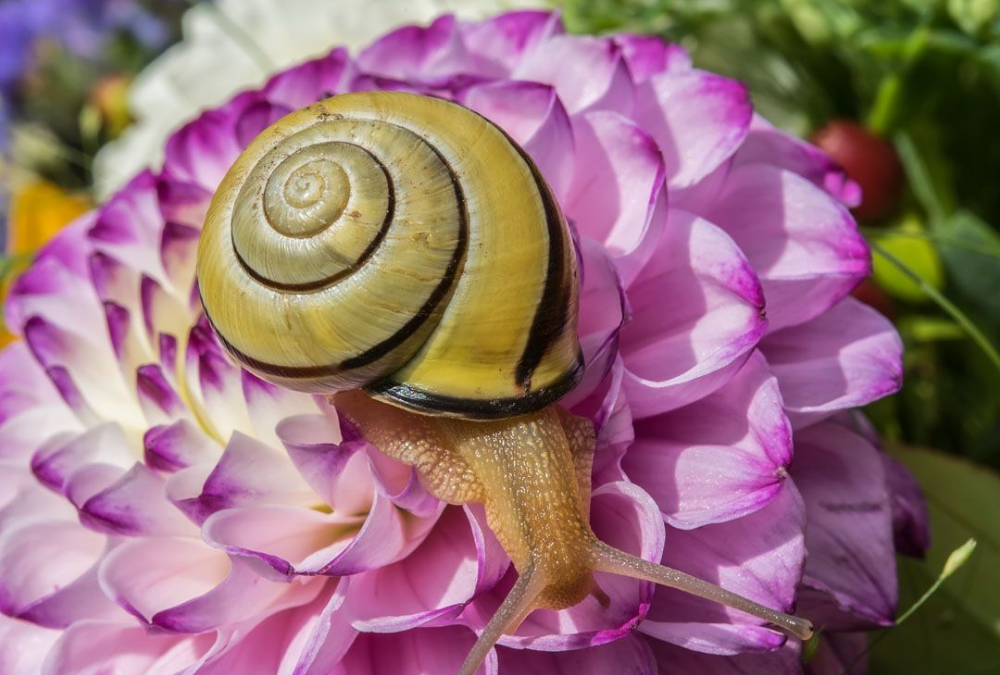 Dahlien schneckenfrei halten