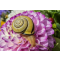 Dahlien schneckenfrei halten