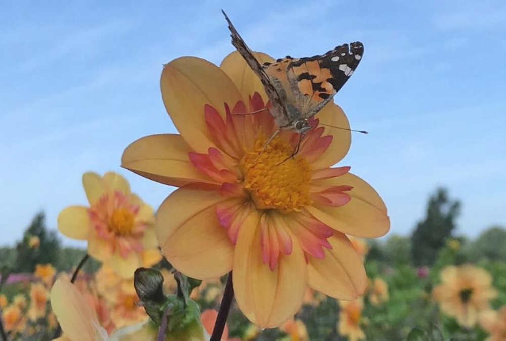 Schmetterlings- und Bienengarten