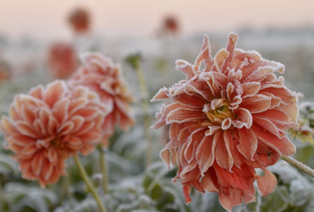 Dahlien überwintern banner