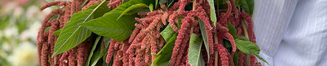 Amaranthus Blume