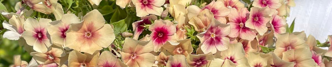 Phlox Blume