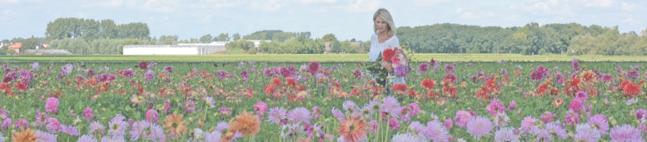 Dahlienfeldern Dahlienfeldern