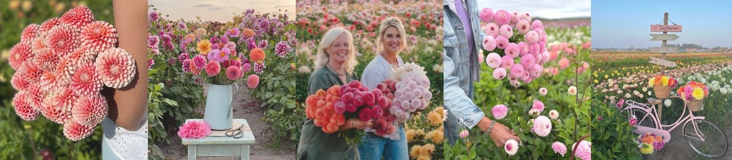 Dahlien Dahlien