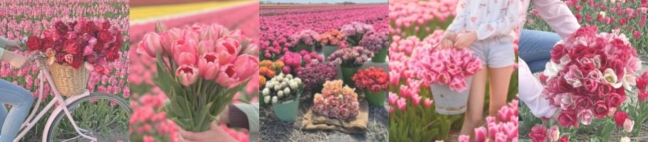 Tulpenzwiebeln Tulpenzwiebeln