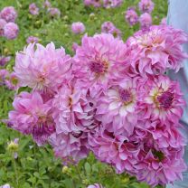 Dahlia Colorado Classic