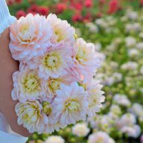 Dahlia Diana's Memory