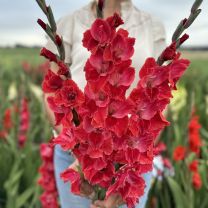 Gladiole Aftershock