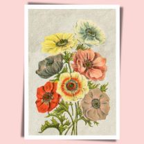 Anemone Colormix