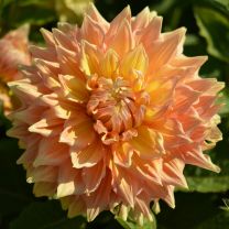 Dahlia Hart's Dr. McMurray