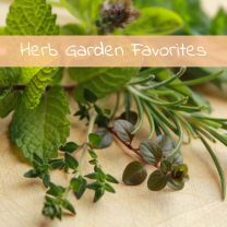 Kräutergarten Favoriten (8 Sorten)
