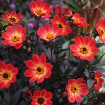 Dahlia HS Flame