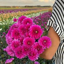 Dahlia Purple Planet