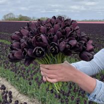 Schwarze Tulpe Paul Schrerer