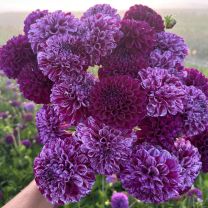 Dahlia Marble Ball