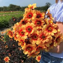 Dahlia Sunshine