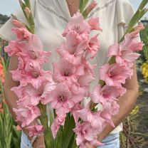 Gladiole Adrenalin