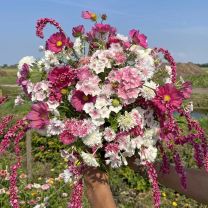 Mix Cotton Candy 5x blumensamen