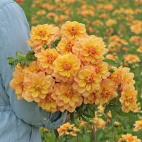 Dahlia Ginger Snap
