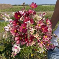 Cherry Blush 3 x blumensamen
