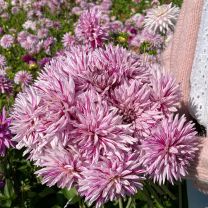 Dahlia Hy Trio