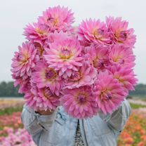 Dahlia Miss Delilah