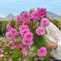 Cosmos Double Dutch Rose