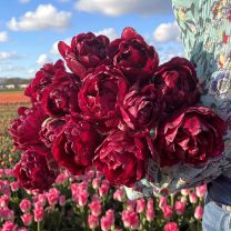 Tulpe Jinan