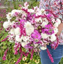 Pink Whispers 5 x blumensamen