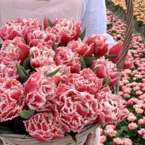 Tulip Brest