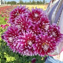 Dahlia Grand Finale