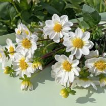 Topmix White Bambino **