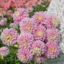Dahlia Fluffles