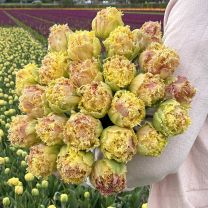 Tulip Crunchy Cummins