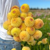Dahlia Jowey Chris