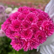Dahlia Onesta