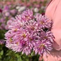 Dahlia Leila Savanna Rose