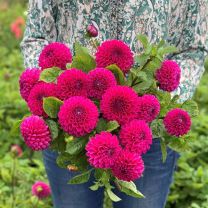 Dahlia Addison June