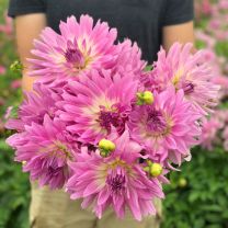 Dahlia Bold Accent